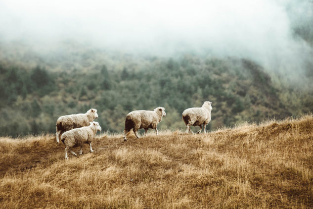 Merino ovce se chovají zejména na Novém Zélandu.