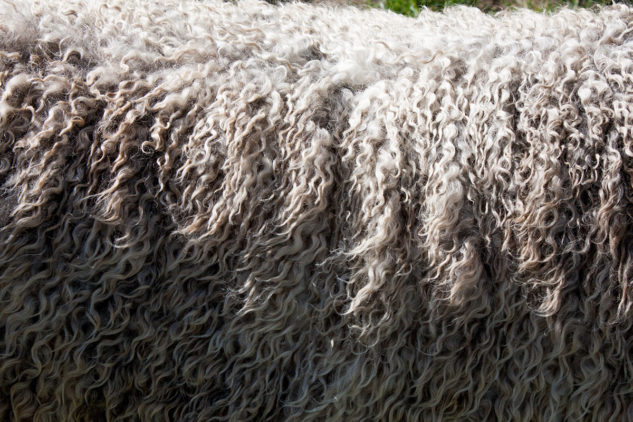Merino ovce překonávají vysoké teplotní rozdíly, a proto je jejich vlna tak odolná.