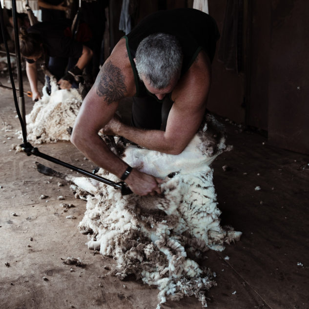 Z jedné ovce střihači získají od 2 do 6,5 kg merino vlny. U berana to může být 10–12 kg.